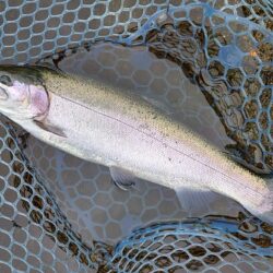 前回ほどではないがよく釣れてくれた平谷湖フィッシングスポット